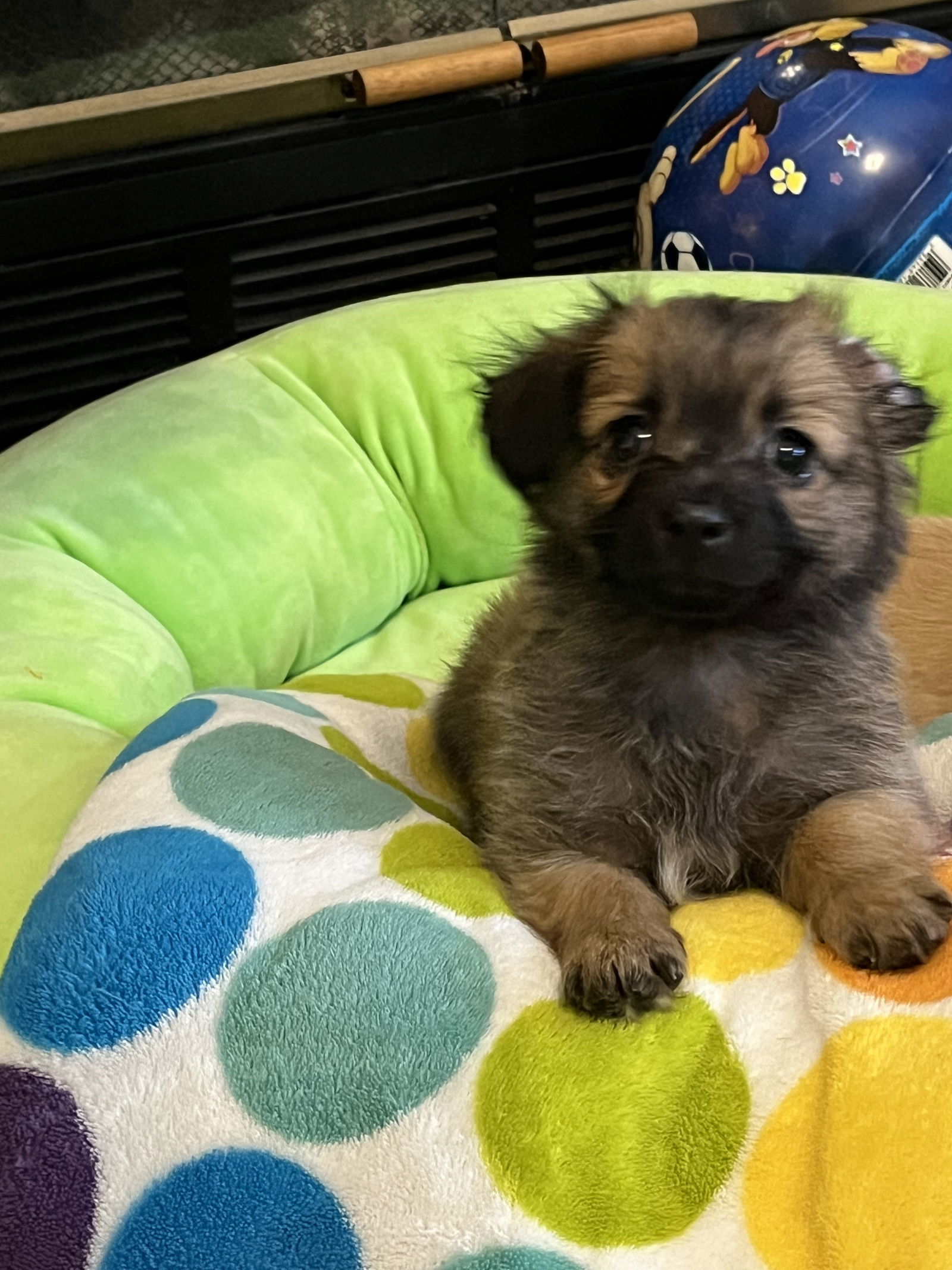 Beer Bros ~ Stout, an adoptable Papillon in Ashville, OH, 43103 | Photo Image 3