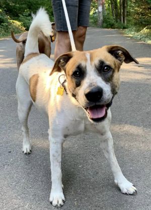 Animal Profile Beethoven hearing impaired like his namesake is an estimated 35-year-old 40 lb ne