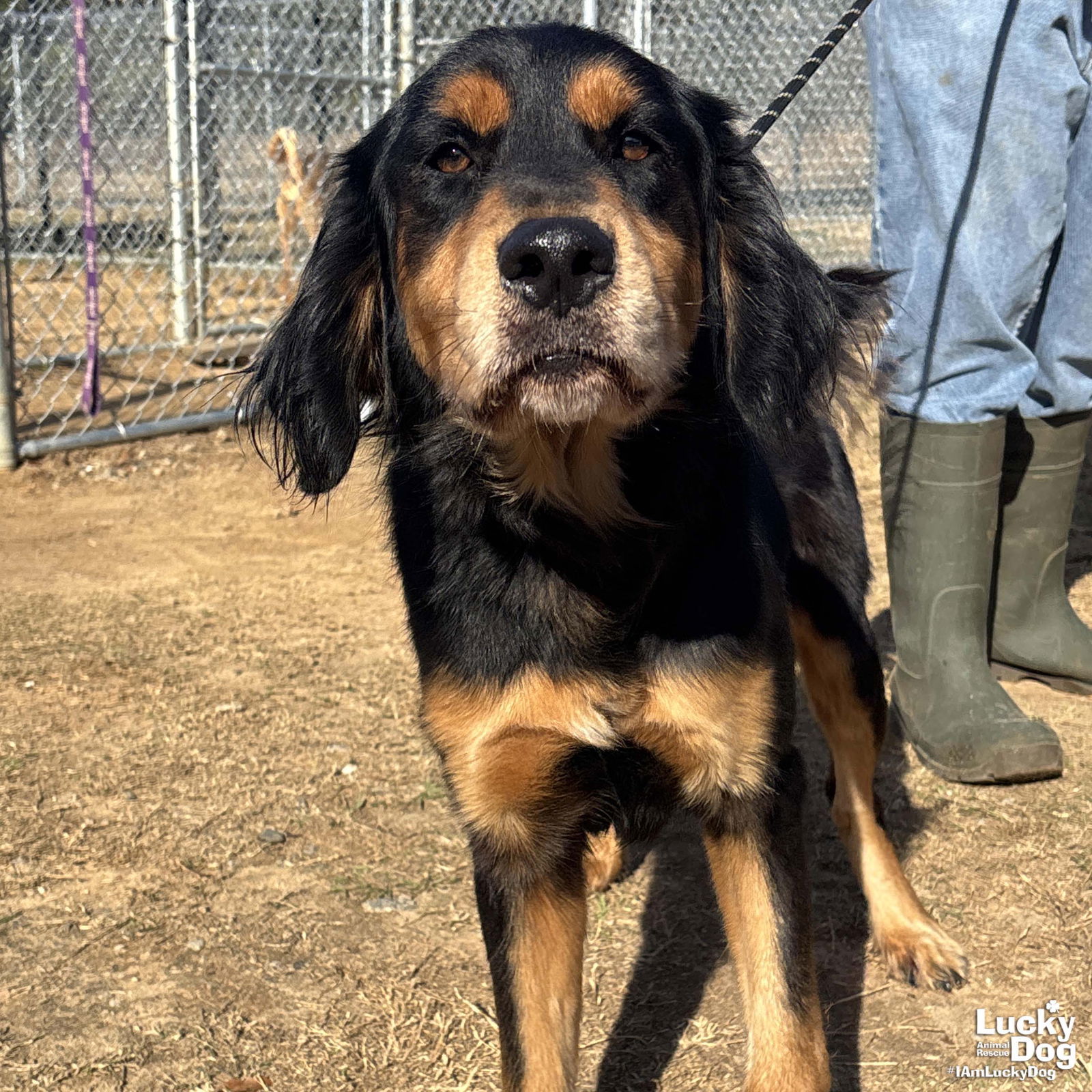 Hank, an adoptable Setter, Gordon Setter in Washington, DC, 20007 | Photo Image 1