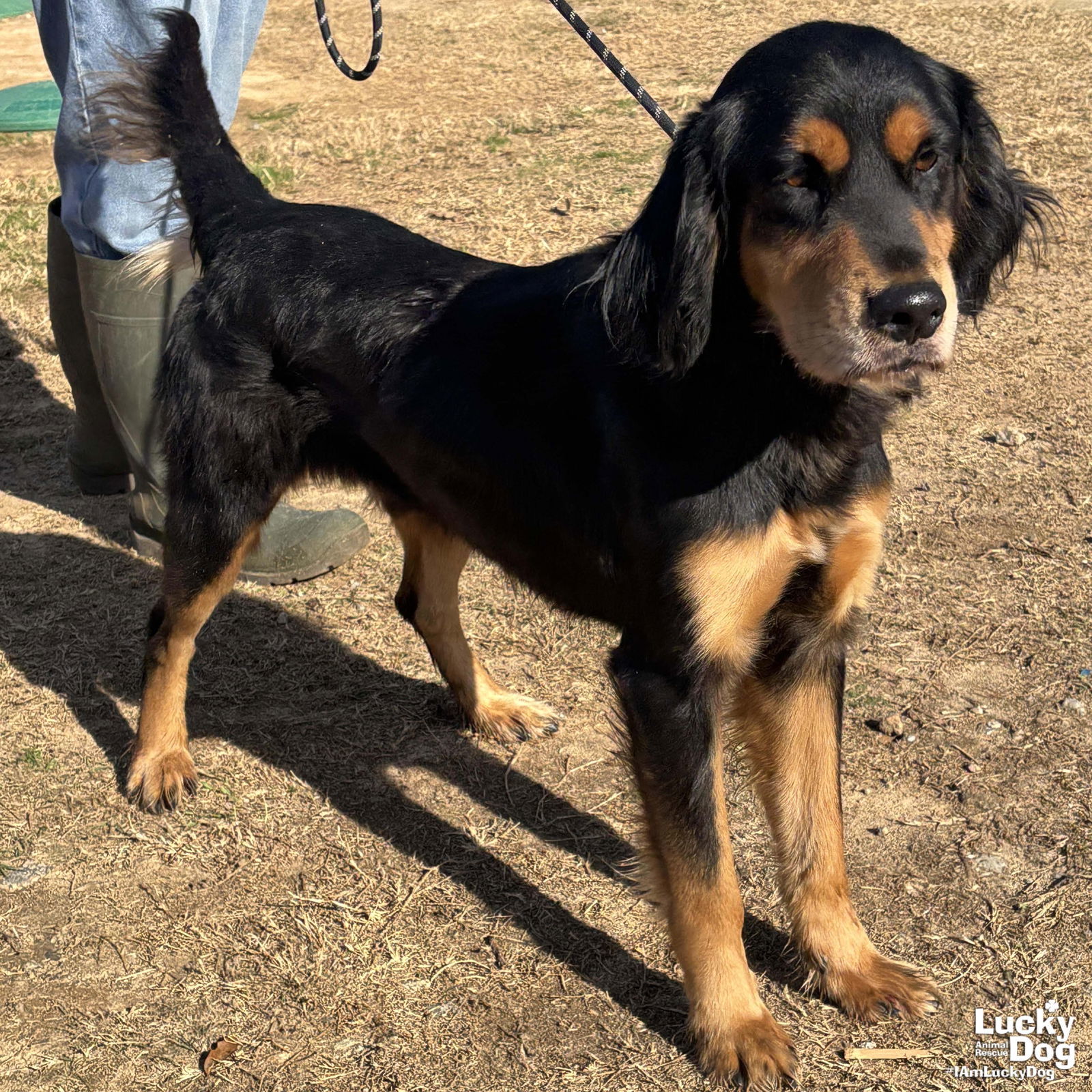 Hank, an adoptable Setter, Gordon Setter in Washington, DC, 20007 | Photo Image 2