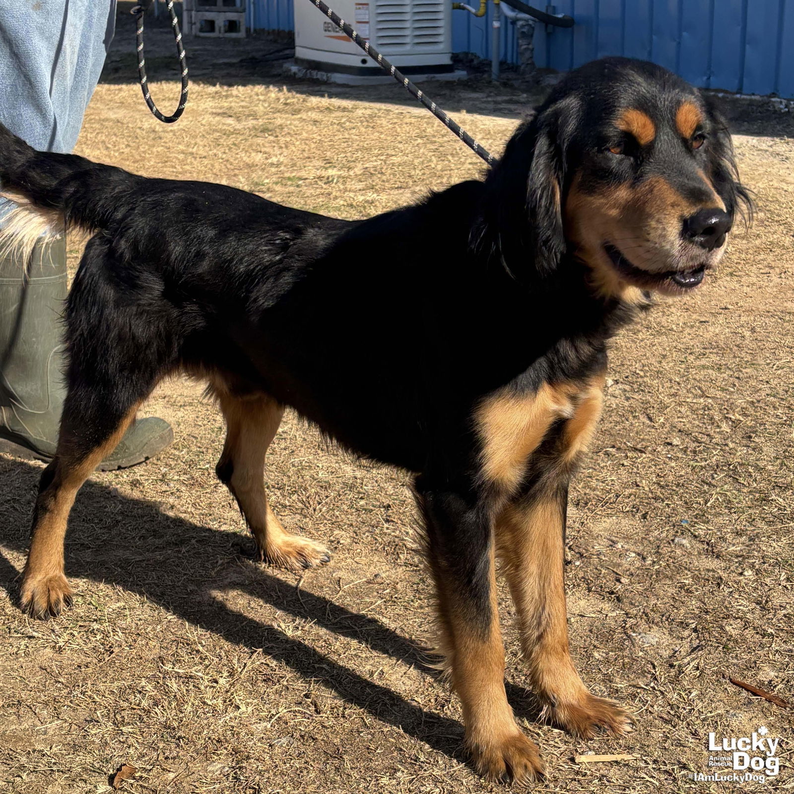 Hank, an adoptable Setter, Gordon Setter in Washington, DC, 20007 | Photo Image 3