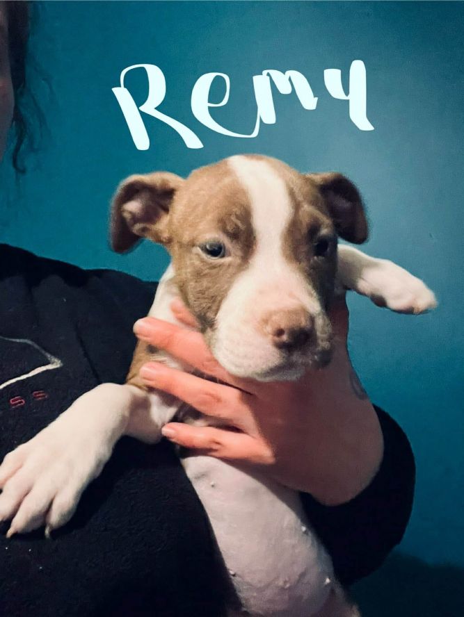 Remy pitbull puppies for sale sales