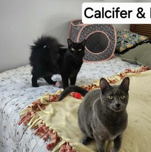 Calcifer, Young Male Domestic Medium Hair