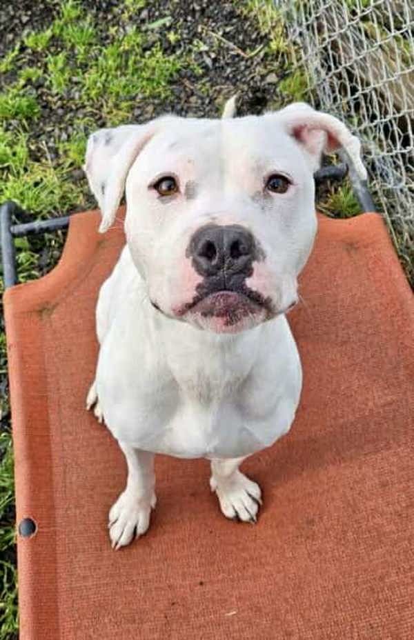 Saskia, an adoptable Pit Bull Terrier, Boxer in McMinnville, OR, 97128 | Photo Image 2