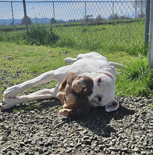 Saskia, an adoptable Pit Bull Terrier, Boxer in McMinnville, OR, 97128 | Photo Image 3