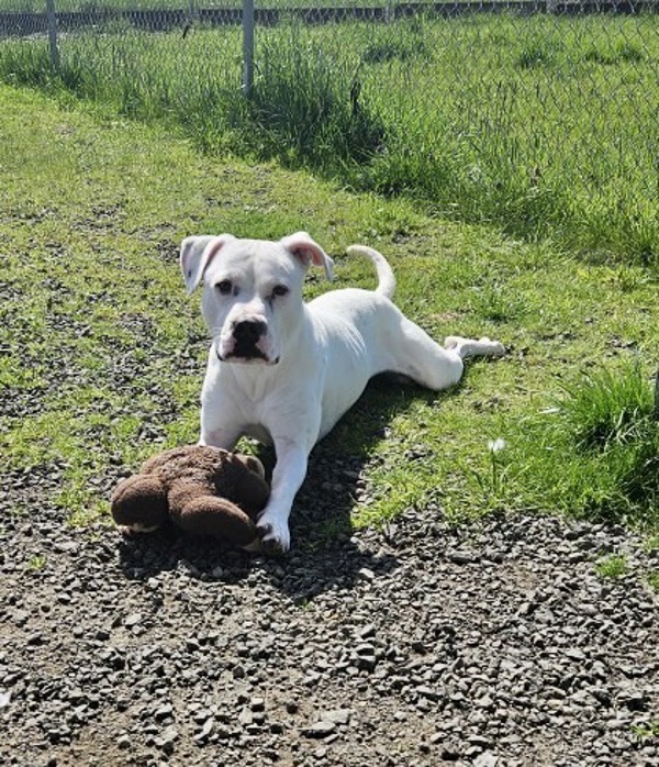 Saskia, an adoptable Pit Bull Terrier, Boxer in McMinnville, OR, 97128 | Photo Image 3