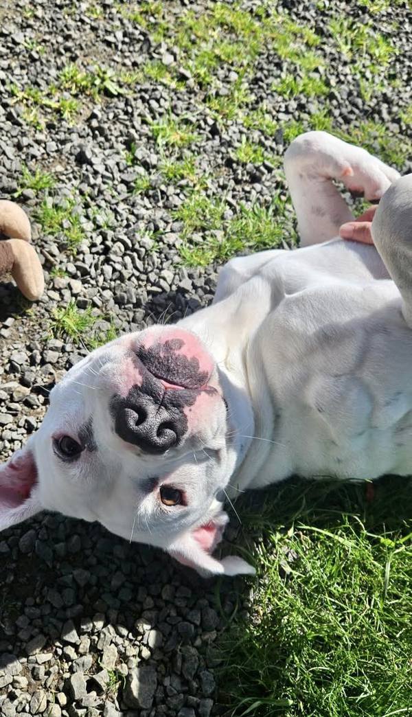 Saskia, an adoptable Pit Bull Terrier, Boxer in McMinnville, OR, 97128 | Photo Image 4