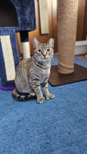 Cinnamon