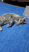 Cinnamon photo 4