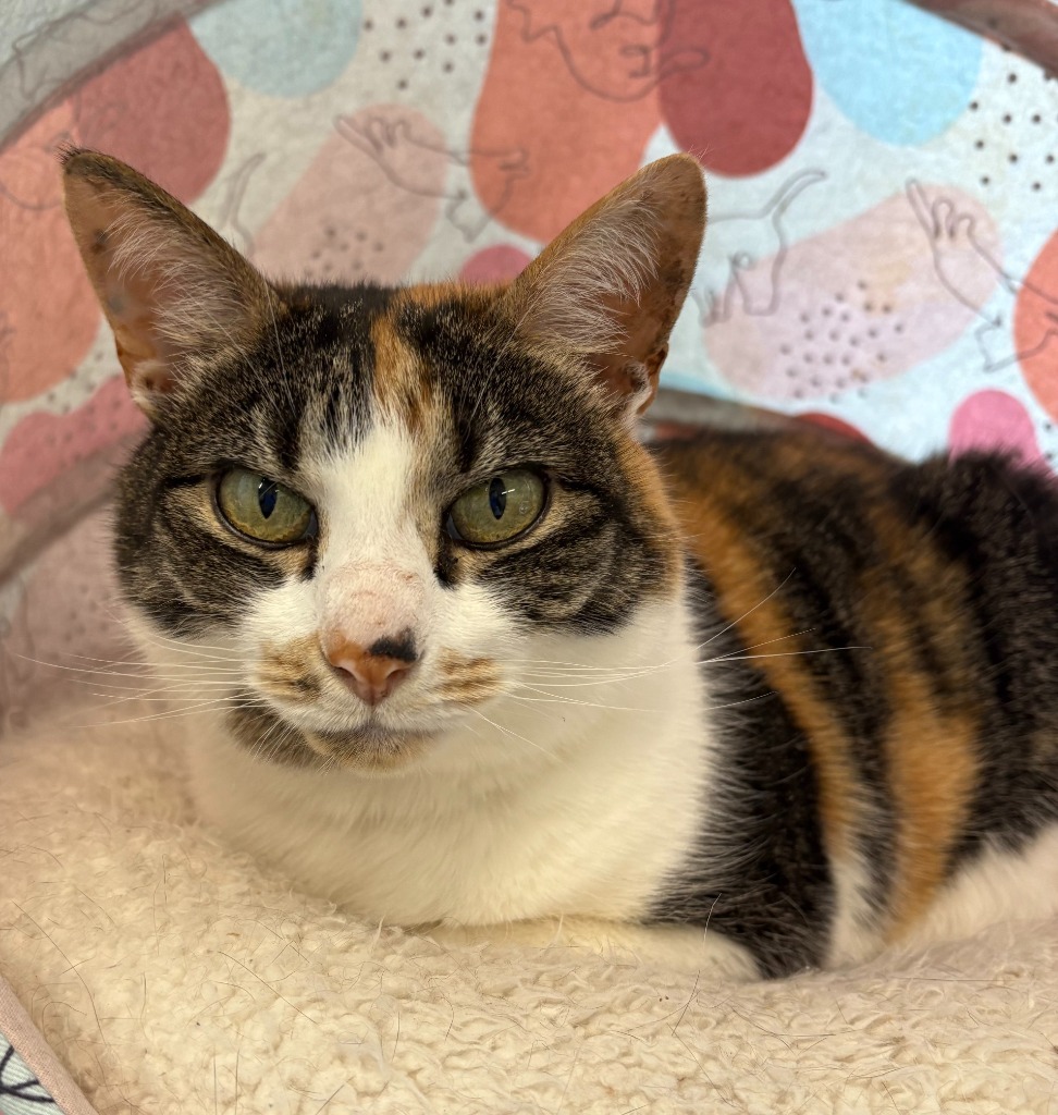 Debbie, an adoptable Domestic Short Hair in Cumberland, ME, 04021 | Photo Image 1