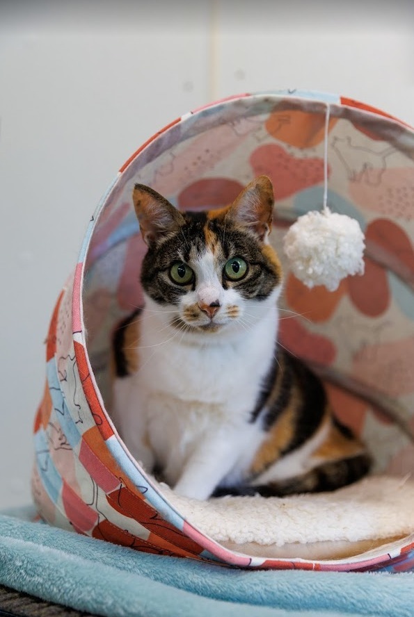 Debbie, an adoptable Domestic Short Hair in Cumberland, ME, 04021 | Photo Image 6