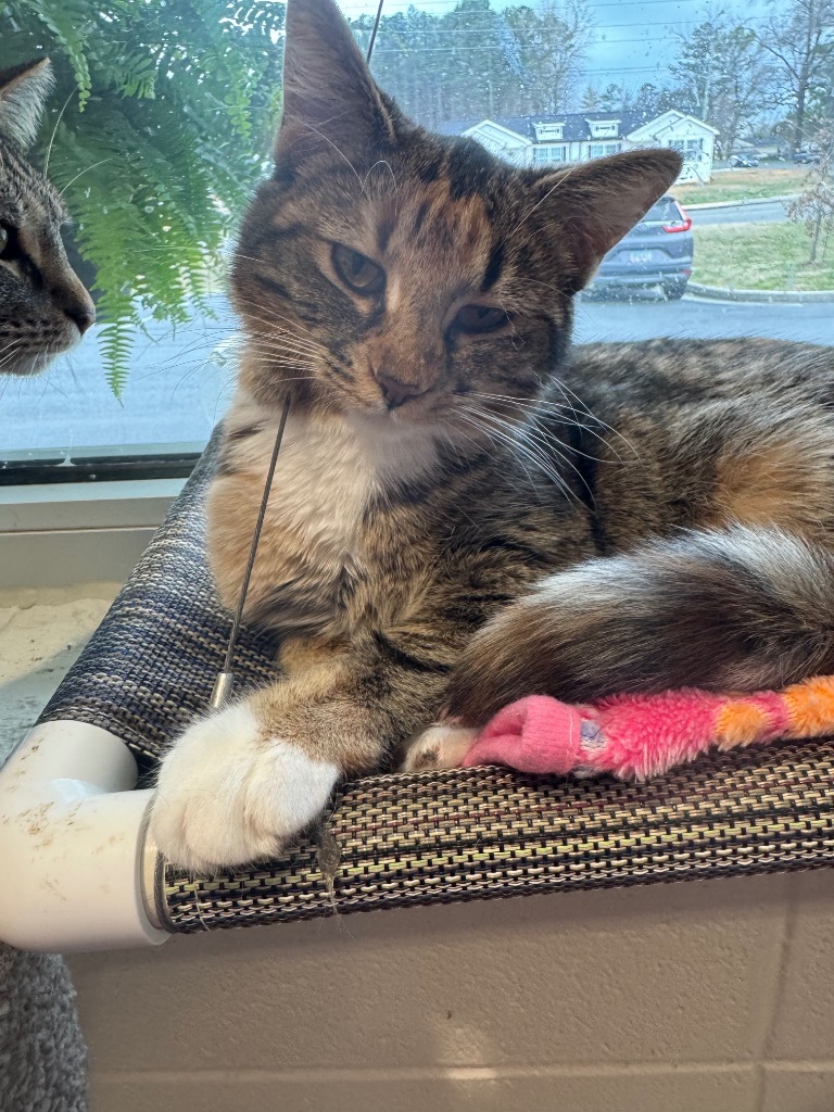 Minette