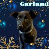 Garland