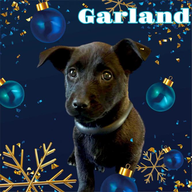 Garland