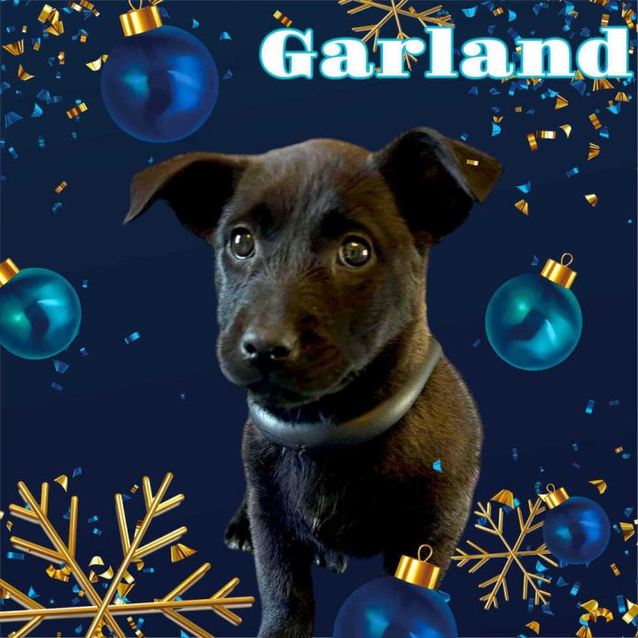 Garland 1