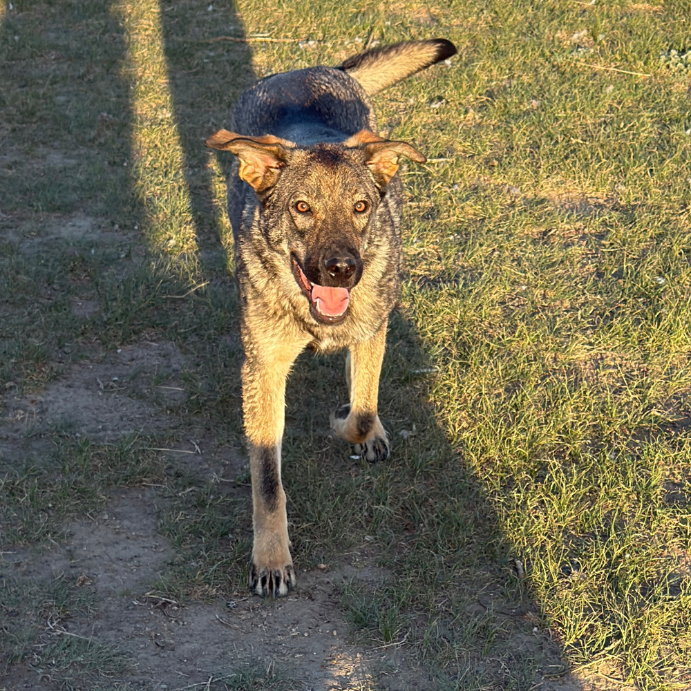 Mopsie, an adoptable German Shepherd Dog in Dodson, MT, 59524 | Photo Image 1