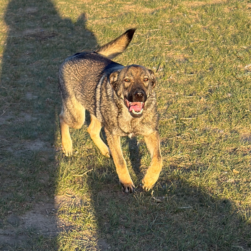 Mopsie, an adoptable German Shepherd Dog in Dodson, MT, 59524 | Photo Image 2