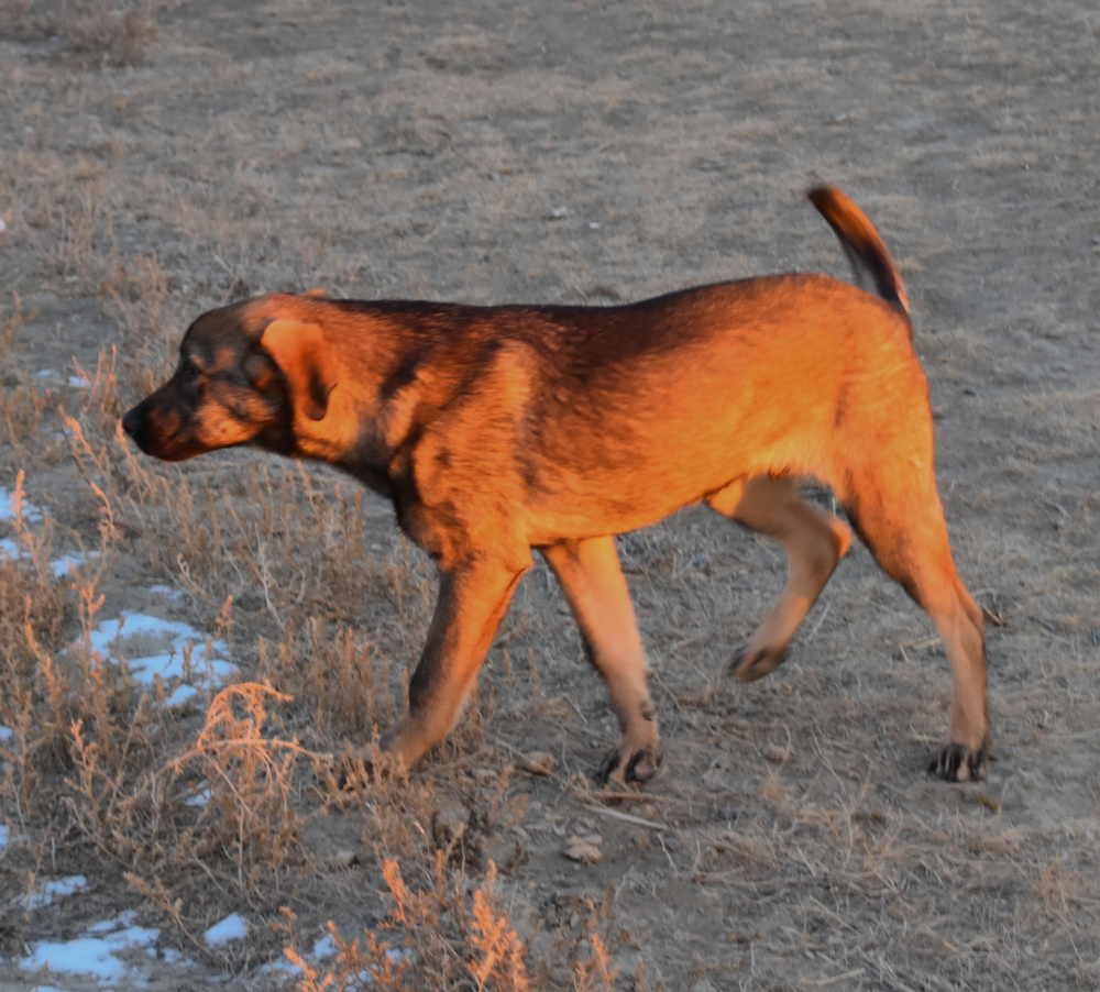 Mopsie, an adoptable German Shepherd Dog in Dodson, MT, 59524 | Photo Image 3