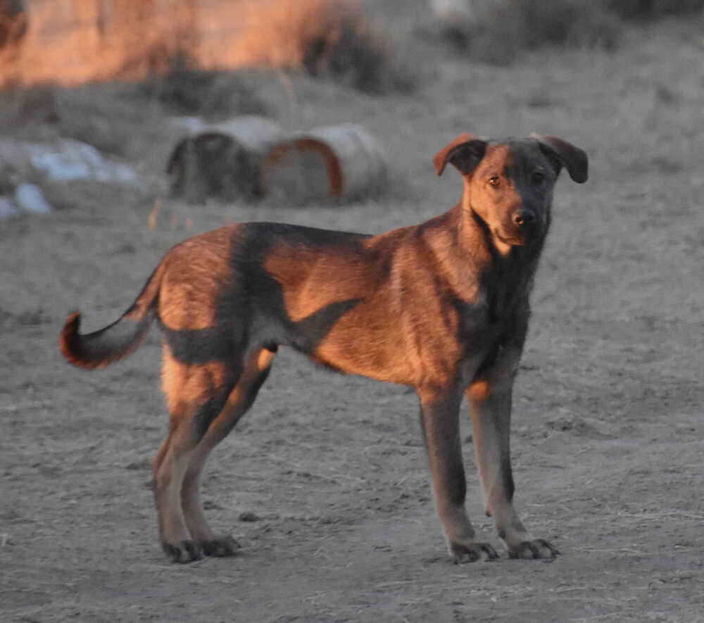 Mopsie, an adoptable German Shepherd Dog in Dodson, MT, 59524 | Photo Image 4