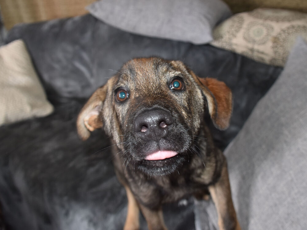 Mopsie, an adoptable German Shepherd Dog in Dodson, MT, 59524 | Photo Image 5