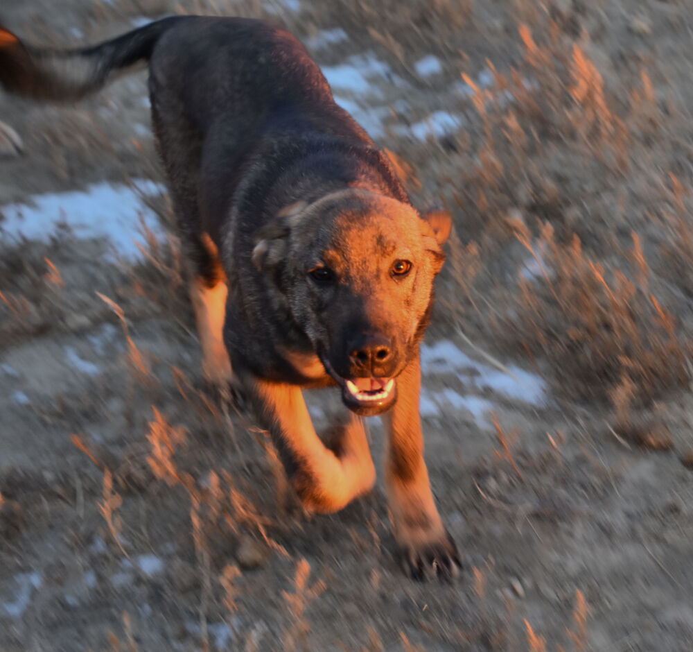 Mopsie, an adoptable German Shepherd Dog in Dodson, MT, 59524 | Photo Image 6