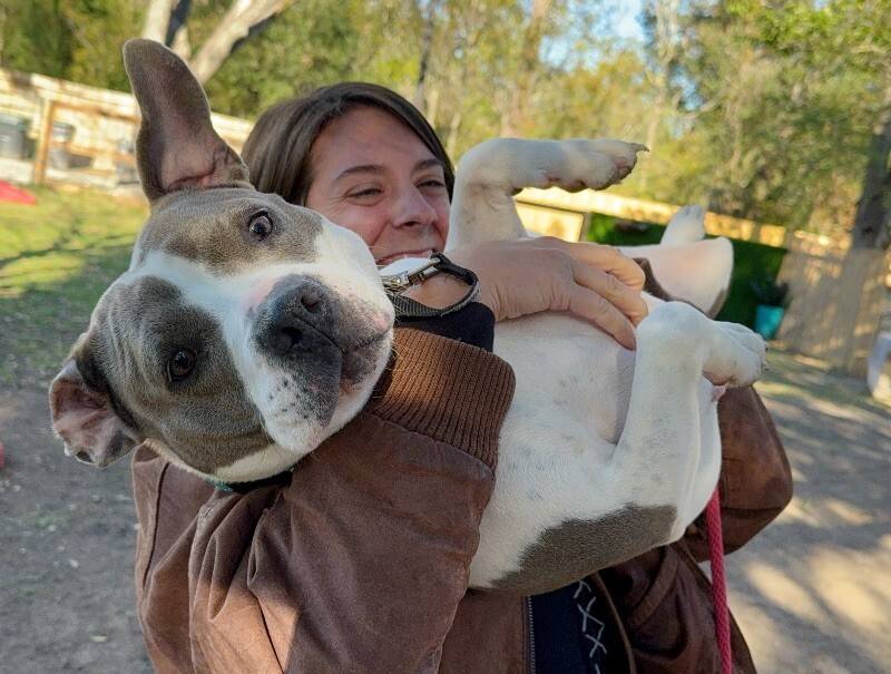 Ivy Princess Pocket Pittie