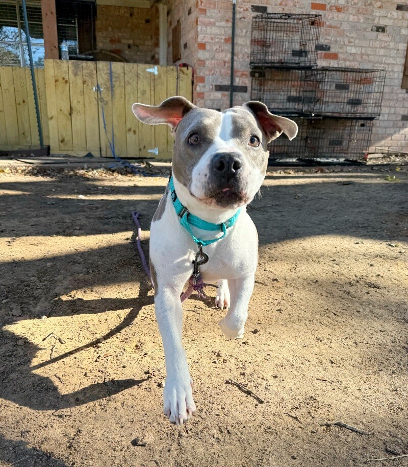 Ivy Princess Pocket Pittie