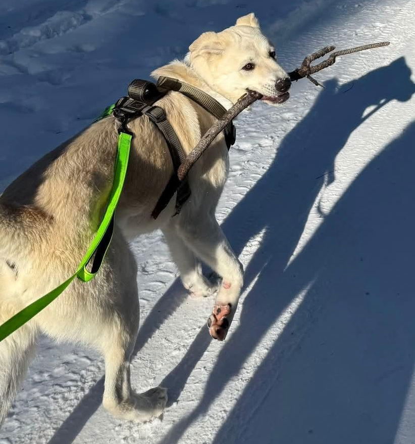 Pecan, an adoptable Great Pyrenees, Akbash in Hamilton, MT, 59840 | Photo Image 1