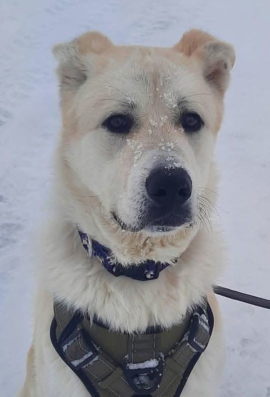 Pecan, an adoptable Great Pyrenees, Akbash in Hamilton, MT, 59840 | Photo Image 2