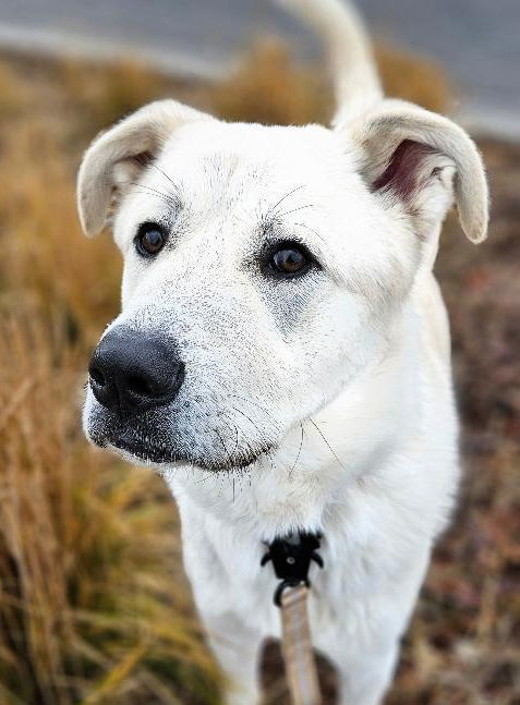 Pecan, an adoptable Great Pyrenees, Akbash in Hamilton, MT, 59840 | Photo Image 2