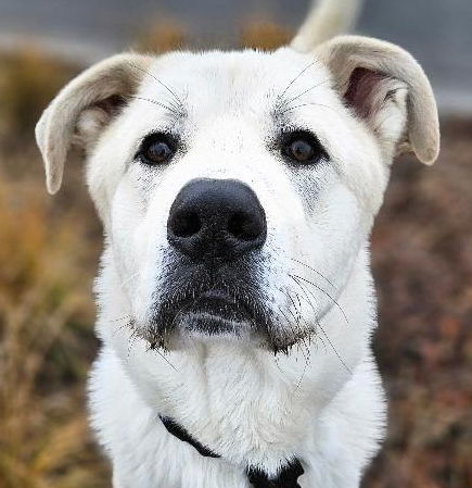 Pecan, an adoptable Great Pyrenees, Akbash in Hamilton, MT, 59840 | Photo Image 3