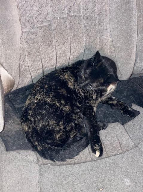 Torti