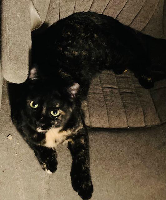 Torti