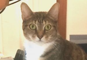 Emmie, Adult Female Domestic Short Hair