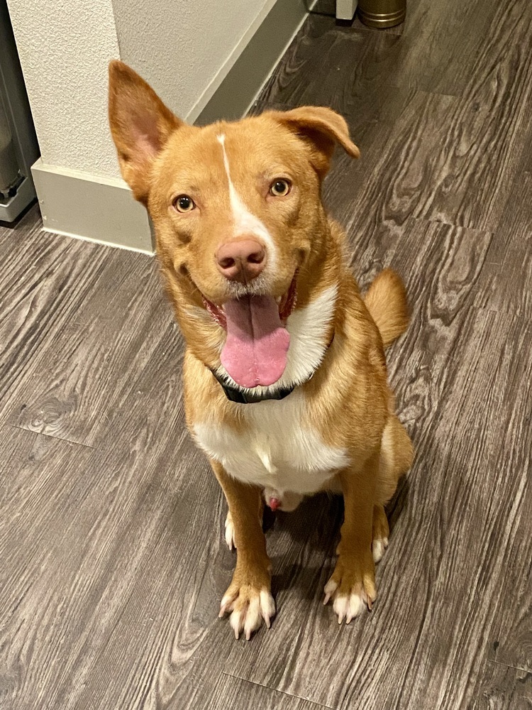 Copper