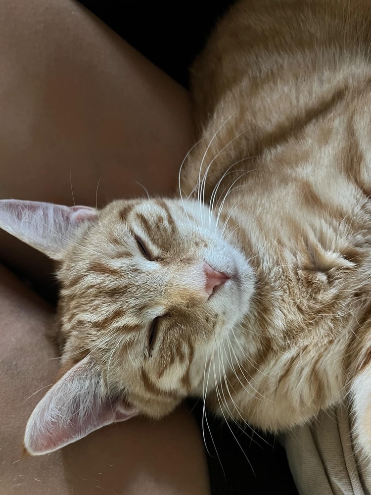 Jasper