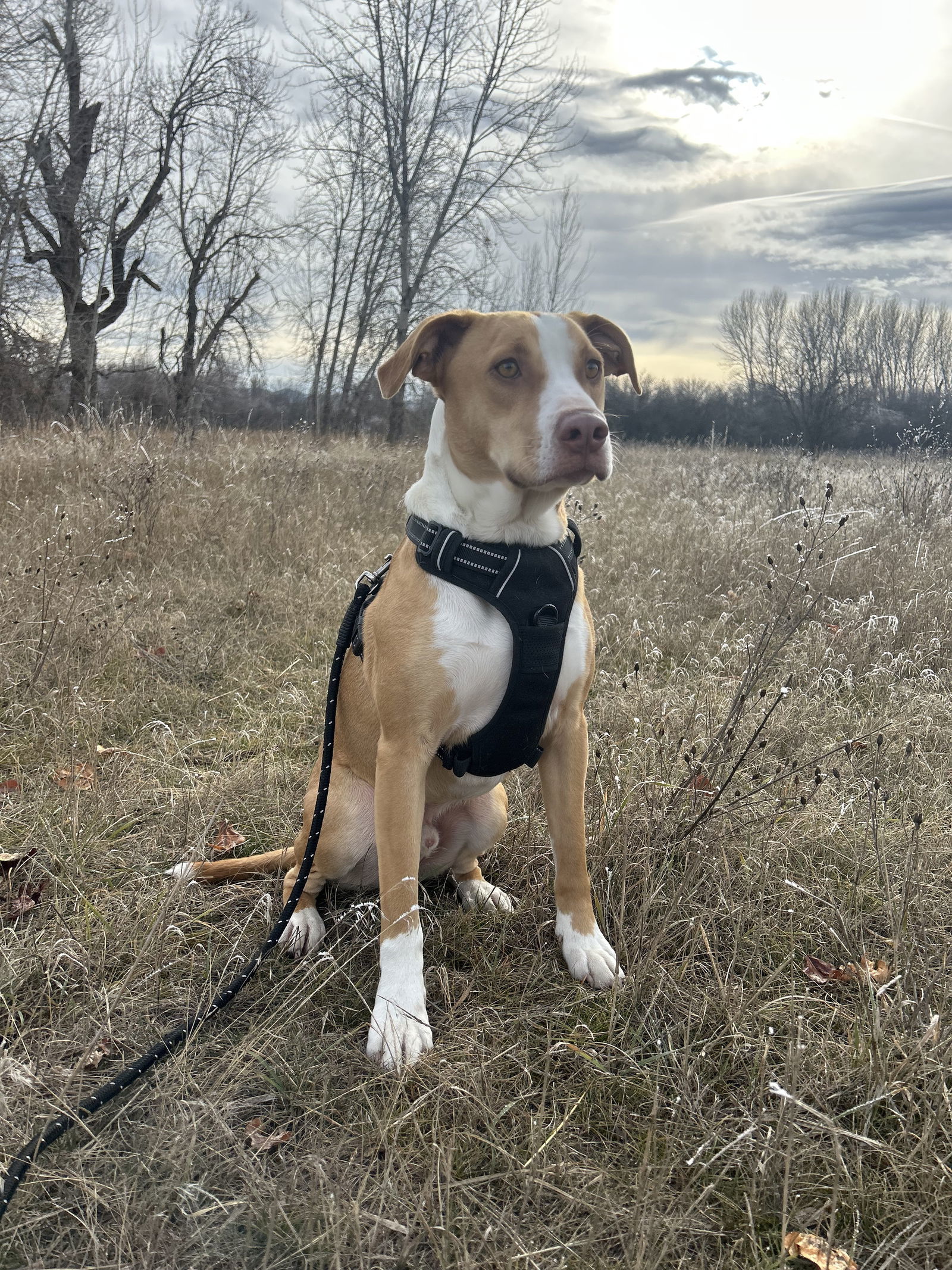 Ricky, an adoptable Labrador Retriever, Pit Bull Terrier in Polson, MT, 59860 | Photo Image 1