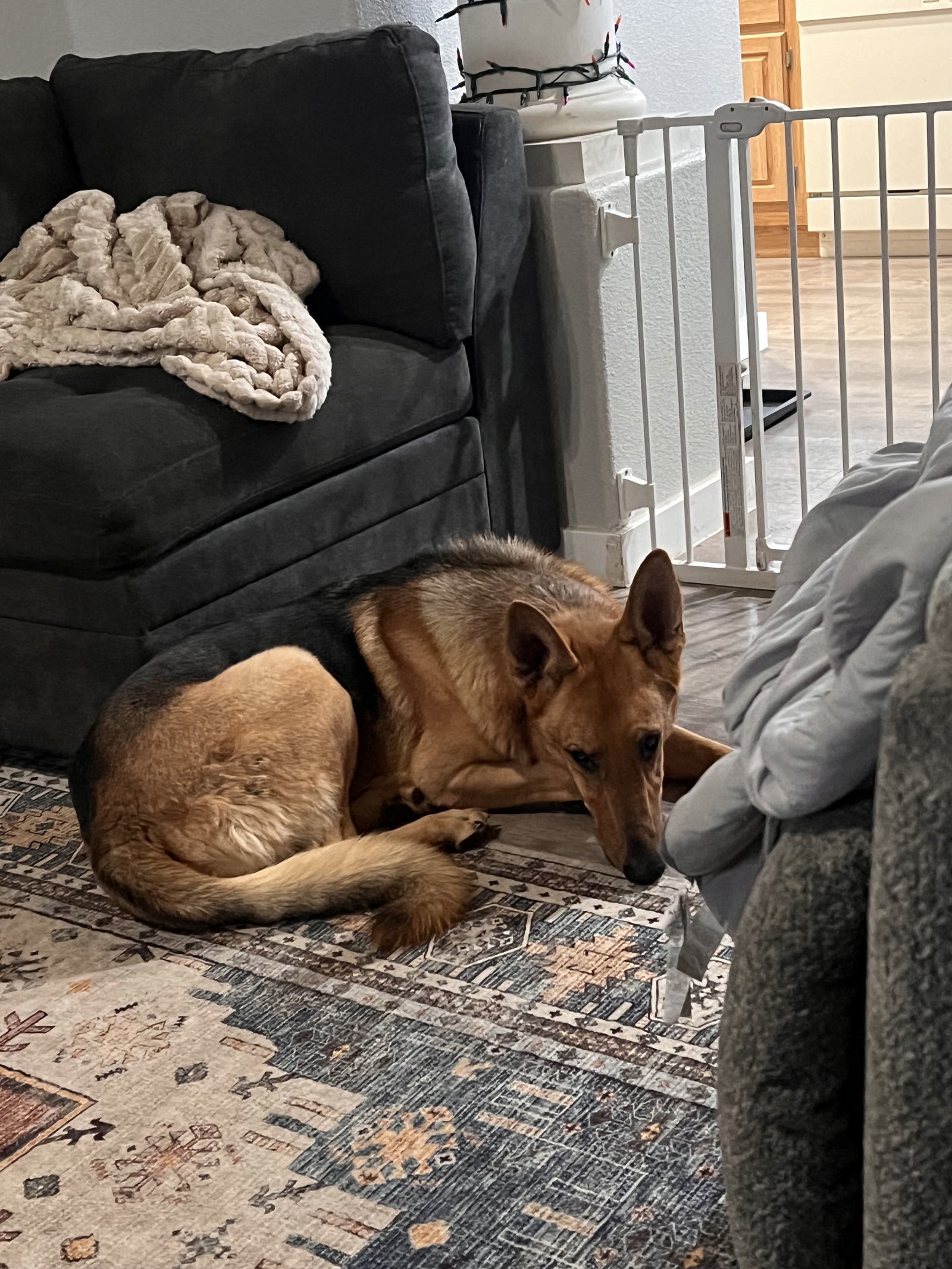 Danny Z, an adoptable German Shepherd Dog in Polson, MT, 59860 | Photo Image 1