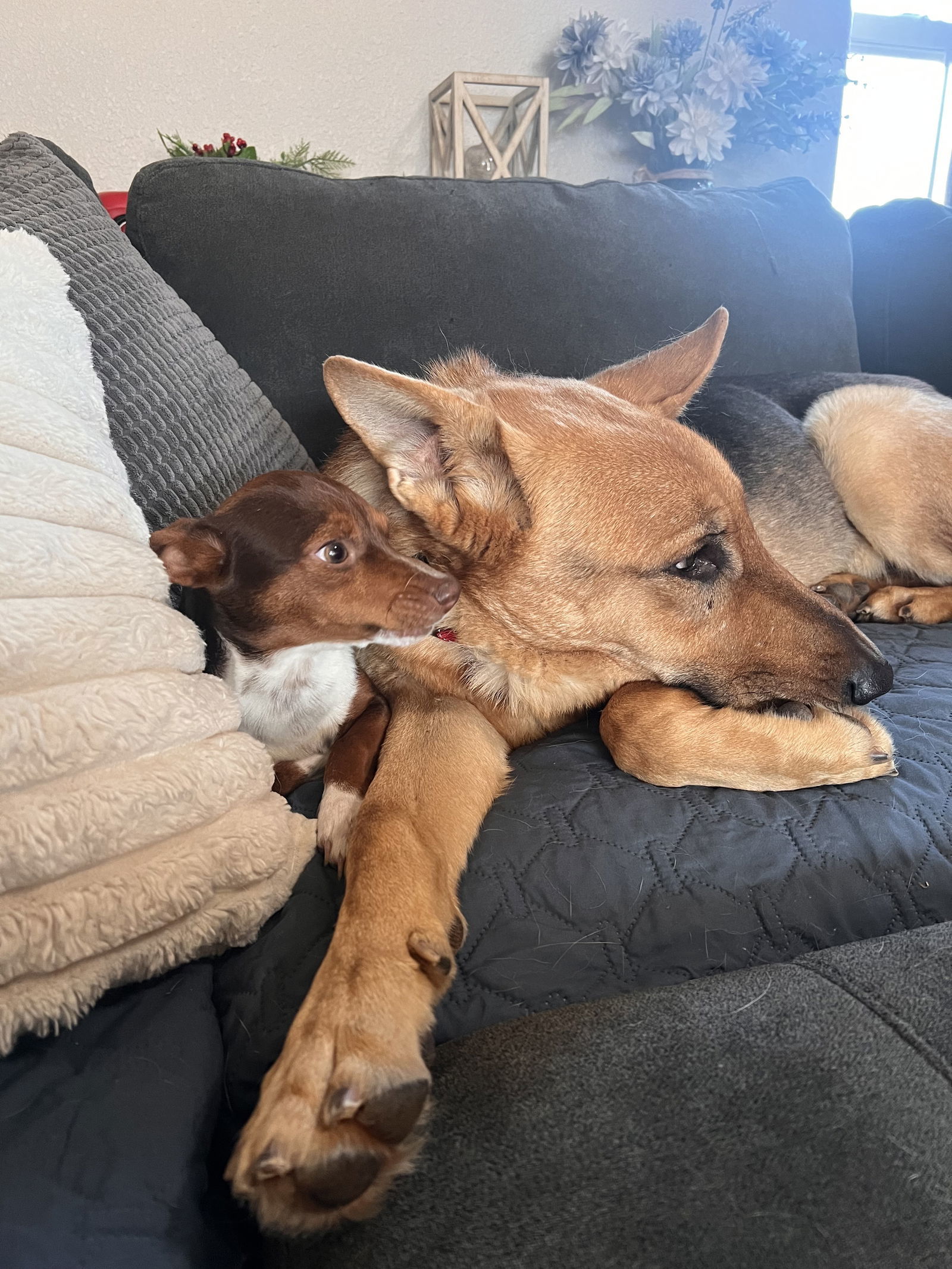 Danny Z, an adoptable German Shepherd Dog in Polson, MT, 59860 | Photo Image 3