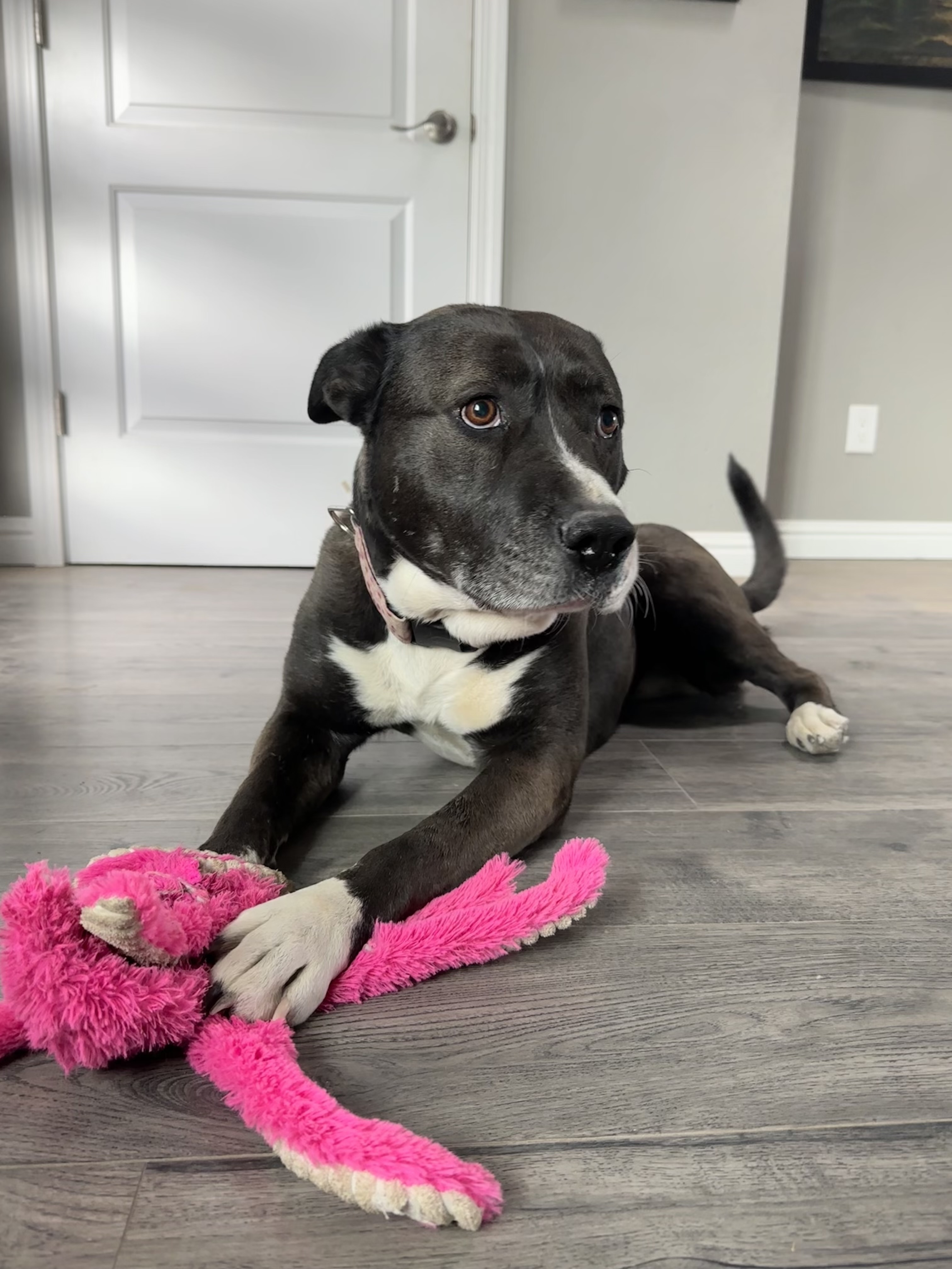 Shilo, an adoptable Pit Bull Terrier, Mixed Breed in Windsor, CO, 80550 | Photo Image 4
