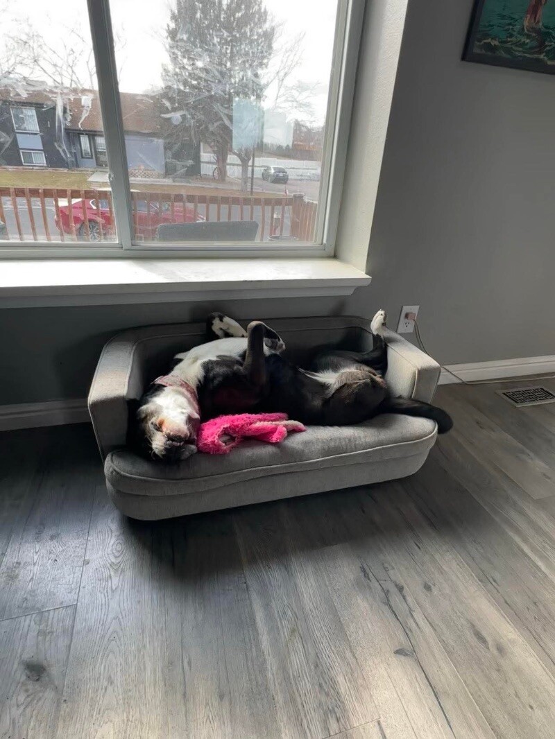 Shilo, an adoptable Pit Bull Terrier, Mixed Breed in Windsor, CO, 80550 | Photo Image 5