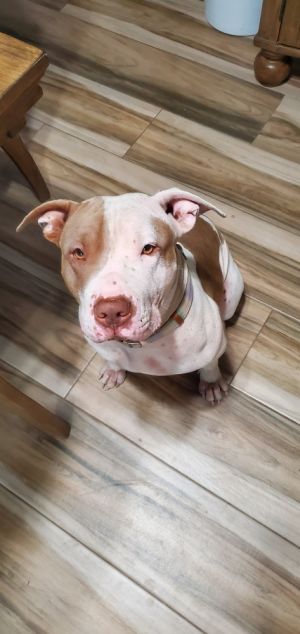 Penny