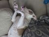 Penny photo 3