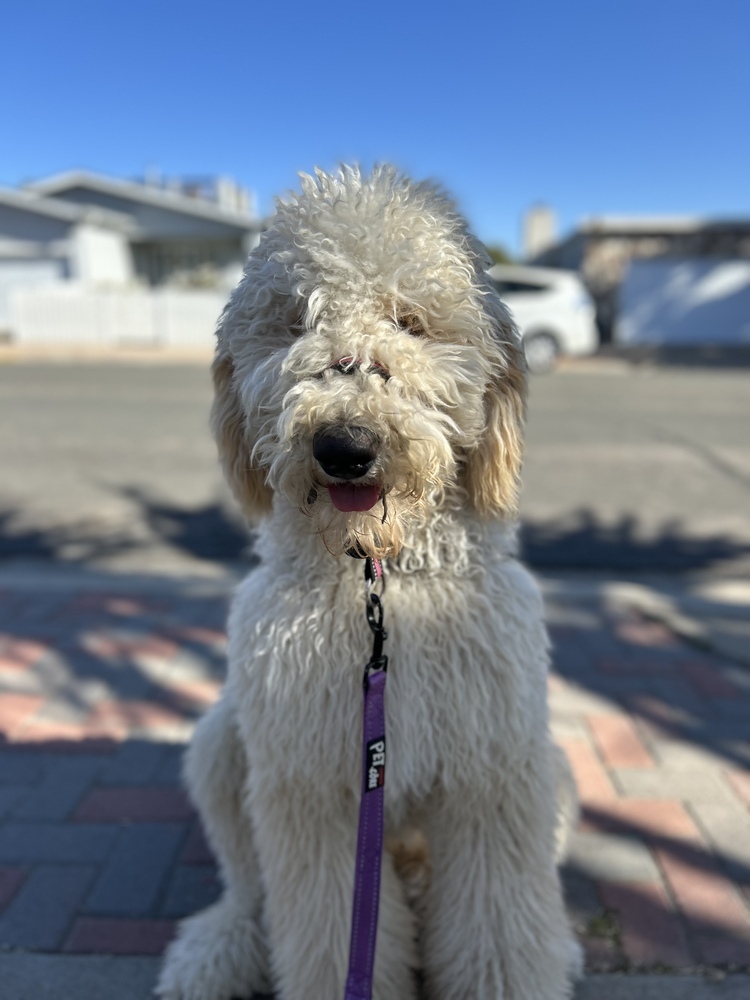 Nugget, an adoptable Goldendoodle in San Diego, CA, 92130 | Photo Image 1