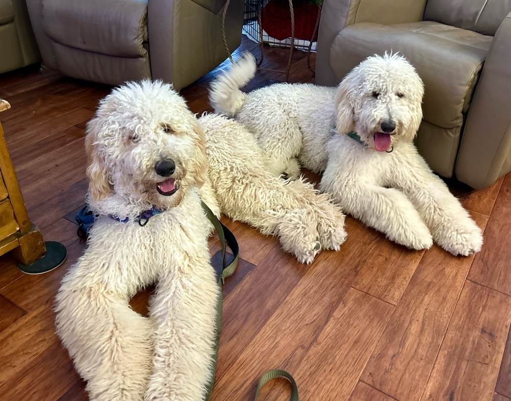 Nugget, an adoptable Goldendoodle in San Diego, CA, 92130 | Photo Image 2