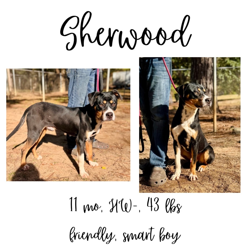 Sherwood