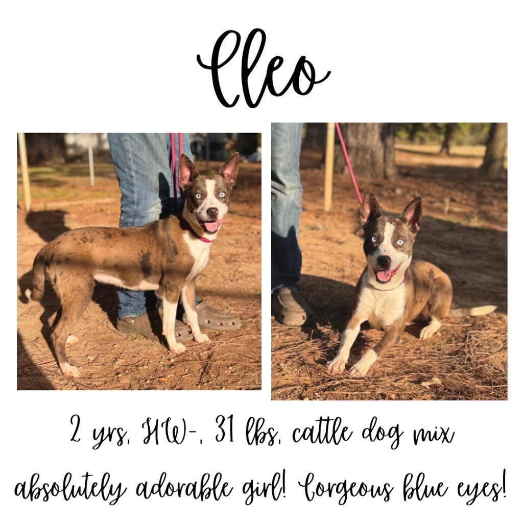 Cleo