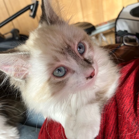 Ginger, an adoptable Himalayan in Cedaredge, CO, 81413 | Photo Image 1