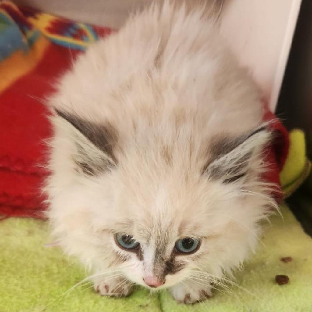 Ginger, an adoptable Himalayan in Cedaredge, CO, 81413 | Photo Image 2