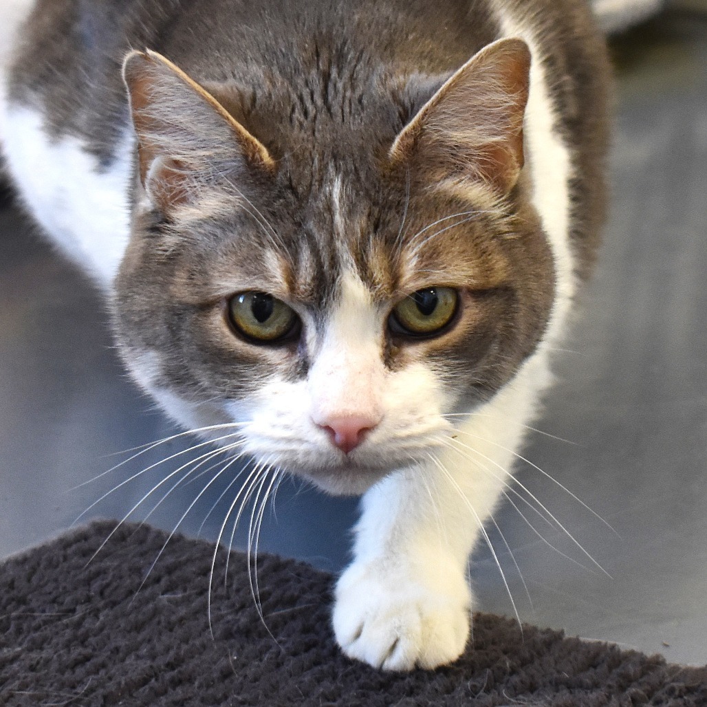 Bella, an adoptable Domestic Short Hair in Rifle, CO, 81650 | Photo Image 1